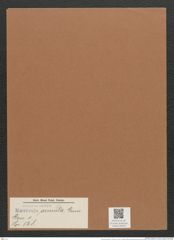 Navicula annula Grun. (de-Toni-Nr.: Genus 1, Species 568) Zeichnungen Sammlung Grunow Mappe 00492 (Herbarium_W_Grunow_drawings_Folder_00492)